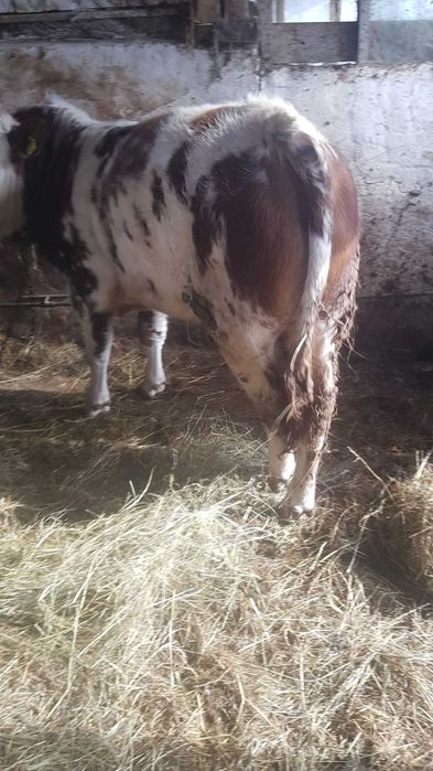 Vand vitel mai multe detalii la telefon