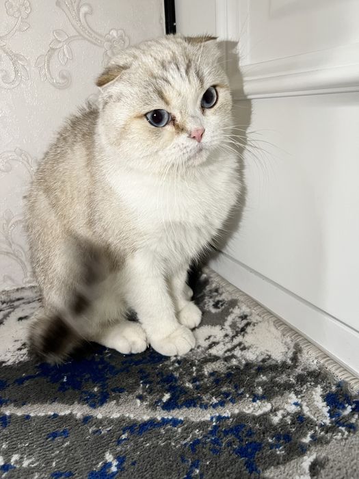 Шотландский киз бола мушук