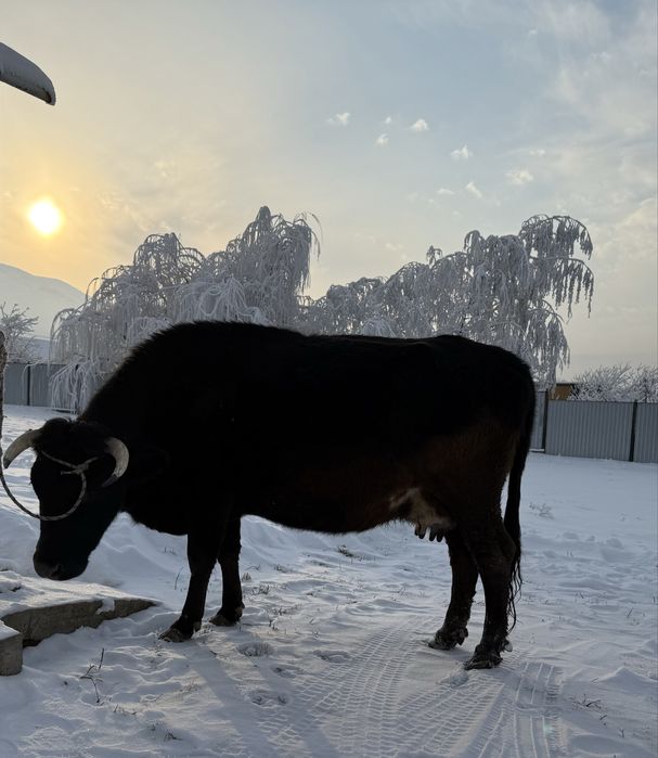 Голландская корова