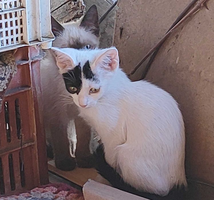 Котенца търсят своя Човек