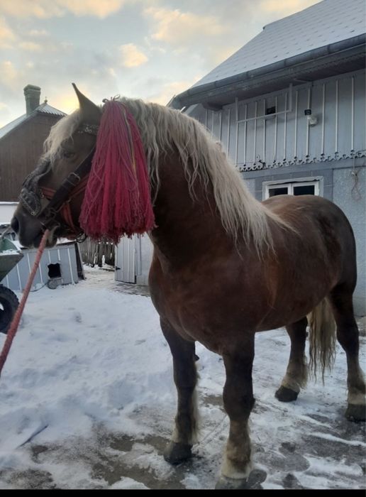 Vand sau schimb harmasar de 4 pe 5 ani