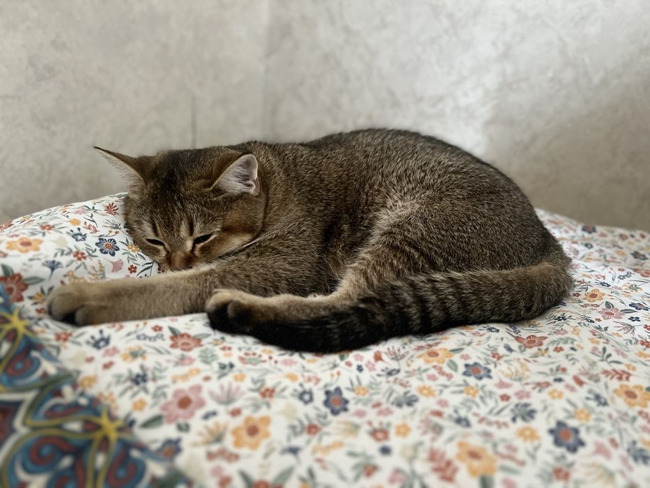 Кошка золотая шиншила