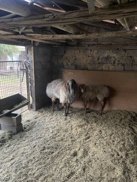 Гисар кошкары сатылады