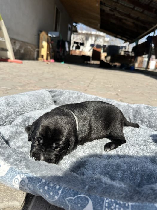 Бронь Лабрадор щенки род.8 марта