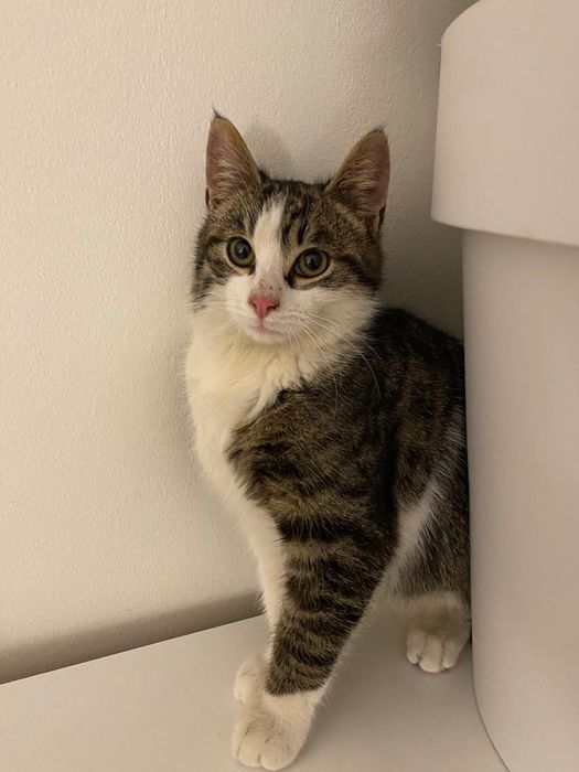 Котенце момче 5 мес