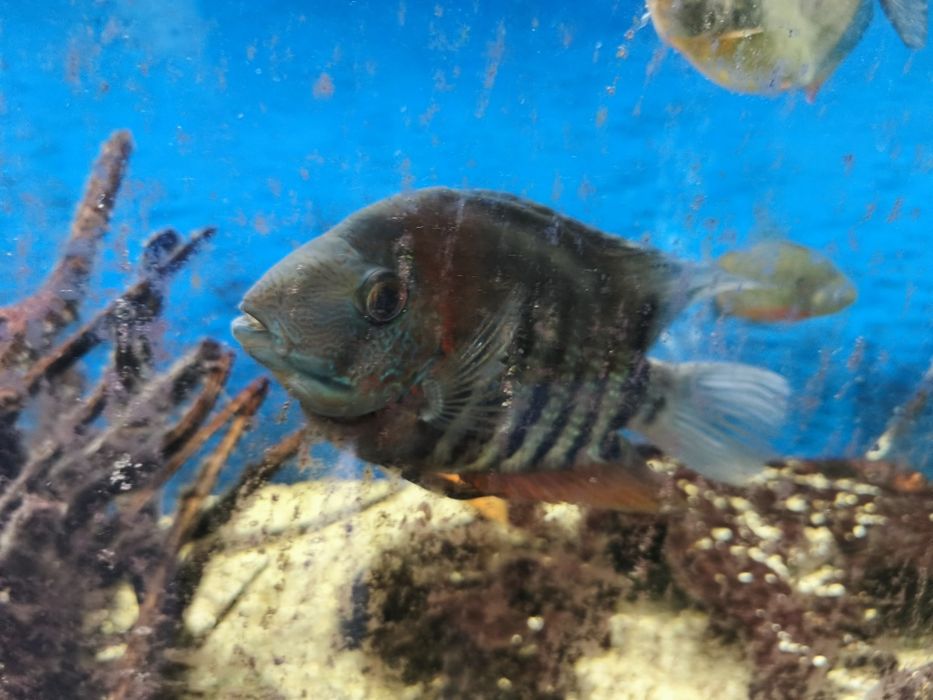 Риби Американски цихлиди Червен папагал , Северум , Сребърен долър