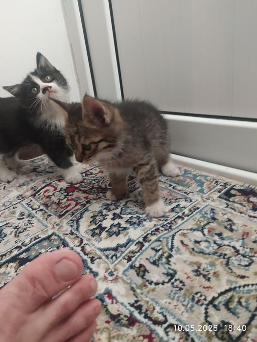 Мушуклар (Котята)