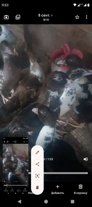 Индоутята продам