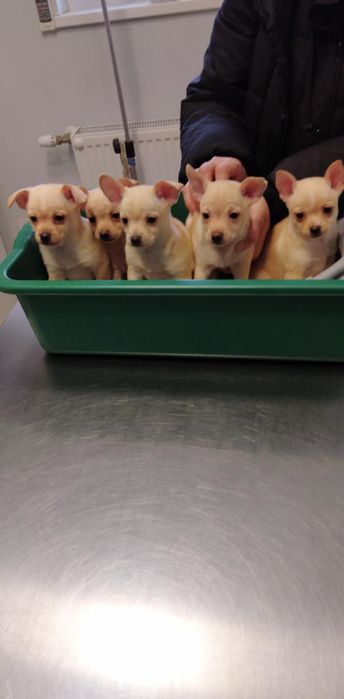 Търсят своя дом малки сърчица