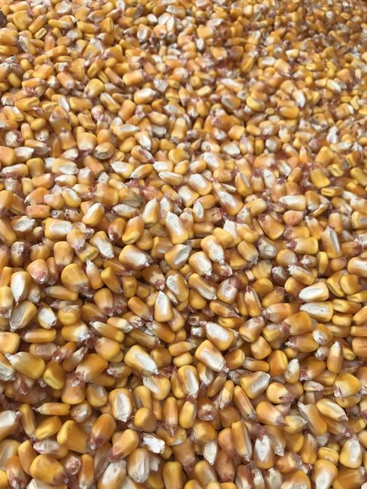 Vând porumb  grâu  floarea-soarelui