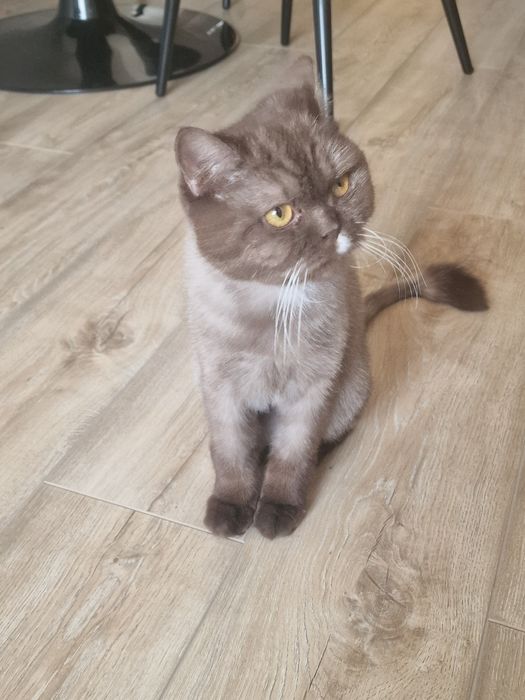 Породистый Британский кот