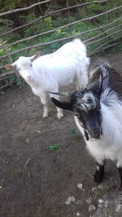 Țapi de vânzare - 8 luni - 38 kg - 380 lei bucata - Detalii la telefon