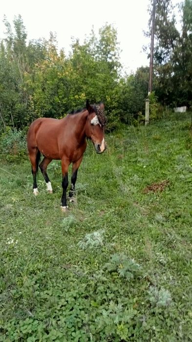 Продам или обменяю на КРС