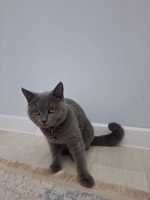 Продается кошка британская