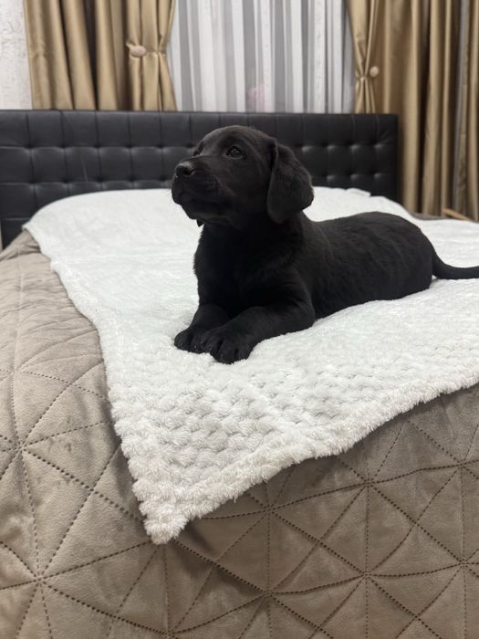 Чистокръвни Лабрадор Ретривар: