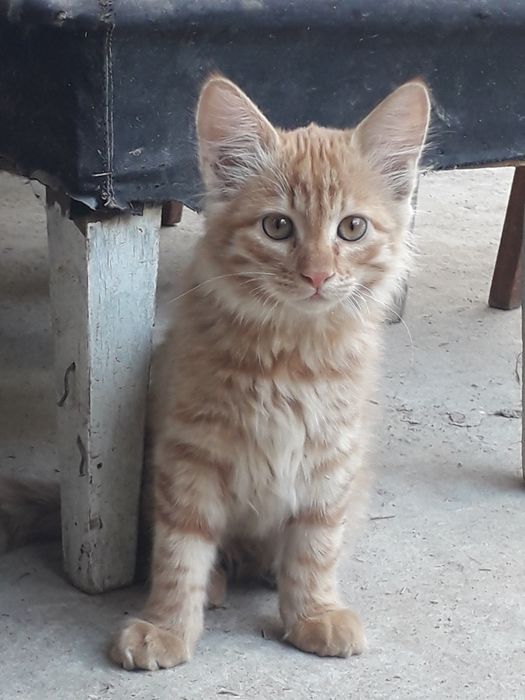 Кошка Скотиш страйт(Сибирьский)