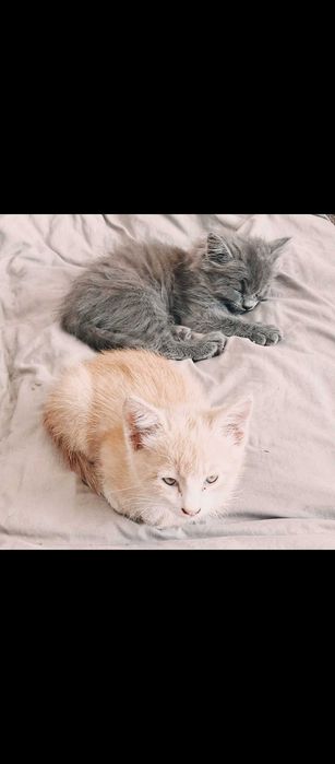 Отдам котят в добрые руки!