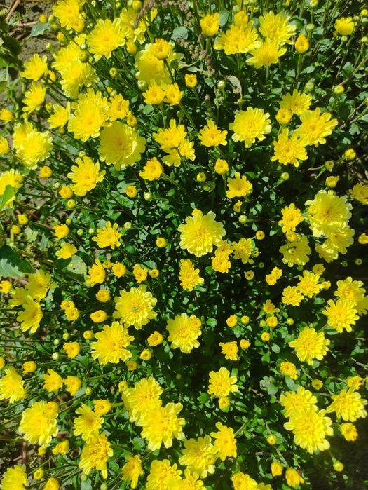 Хризантемы мультифлора