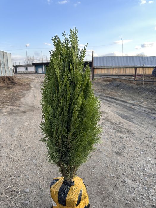 Красивые ёлки. Рост будет 3-4 метра