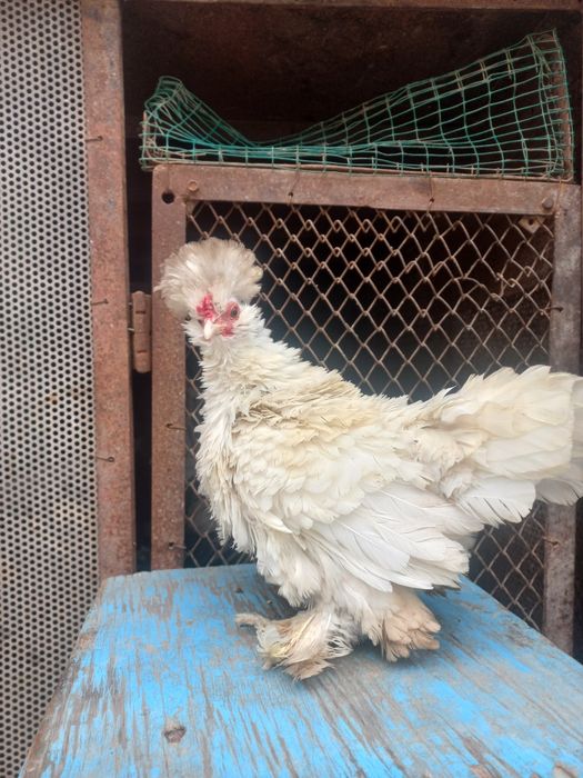 Yaponchala sotiladi manzil Qarshi shahar