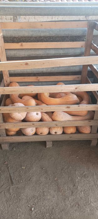 Тикви цигулки продавам