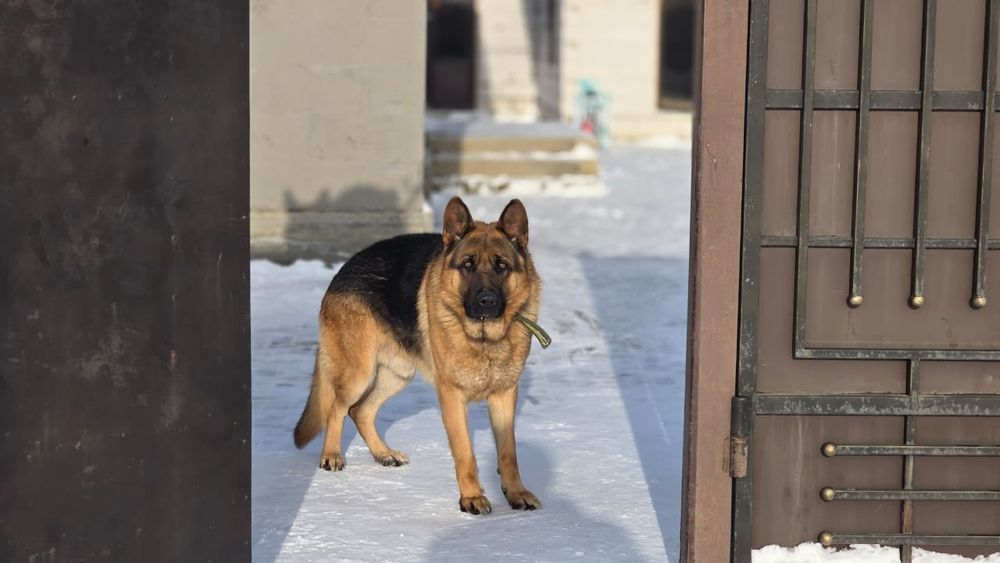 Немецкая Овчарка кобель