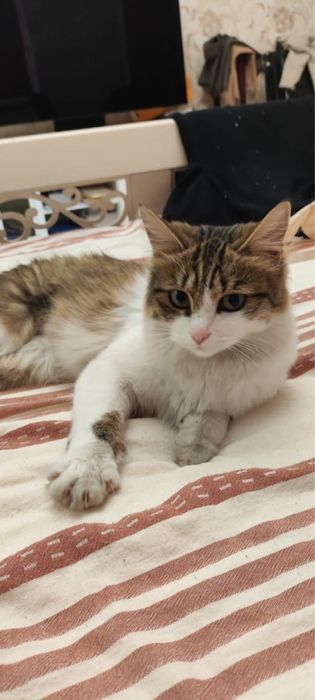 Отдаем кошку (стерилизованная)