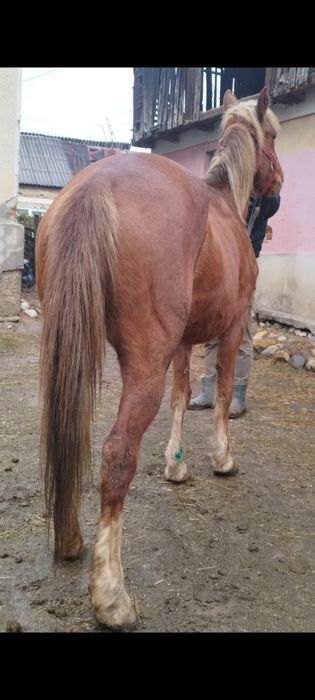 Vând iapă de 7 ani