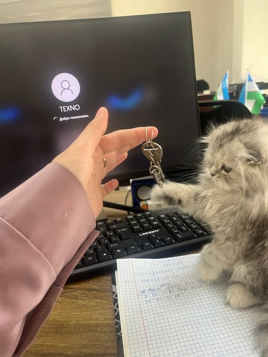 Heyland akras shinshilla 1mln800