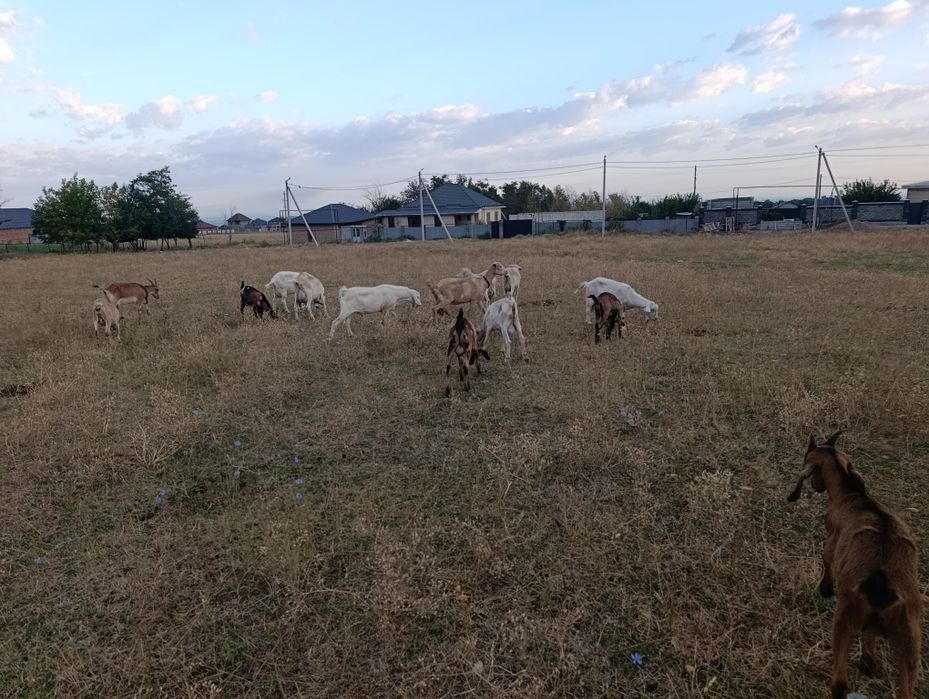 Сүтті ешкілер сатылады