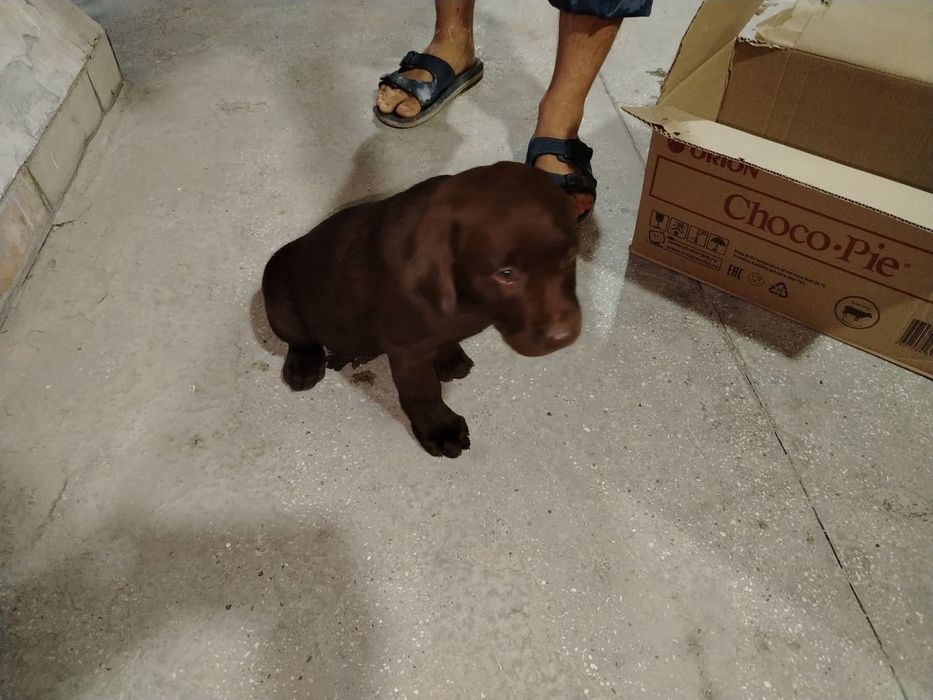 Labrador kuchuk 2 oylik