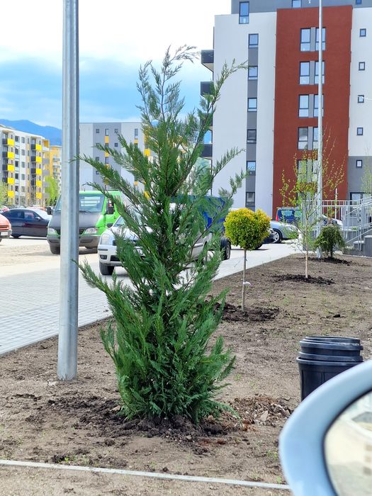 Plante ornamentale ( buxus glob, tuia, palmier, pon pon, spirala, tei