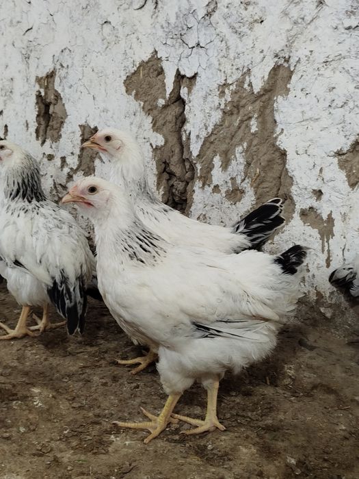 Adleriskiy 2,5oylik sotiladi
