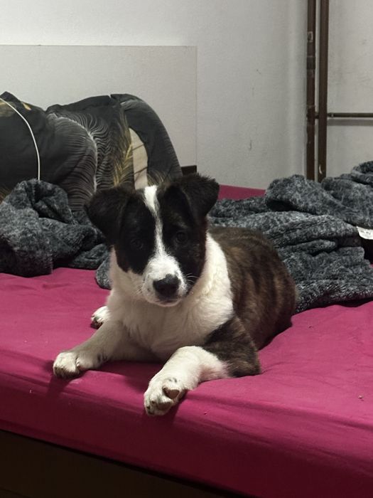 Donez Metis BorderColie