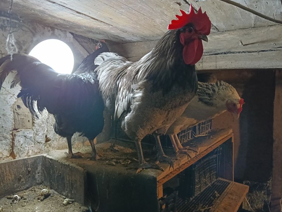 Ouă de casă proaspete