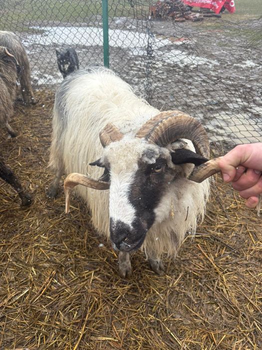 Vând o capră cu iada și berbece