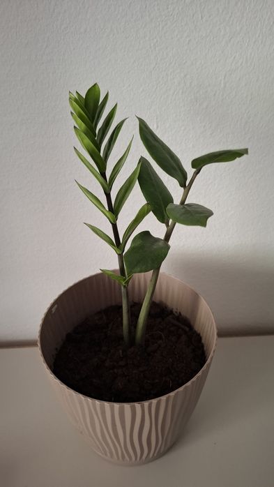 Долларовое дерево