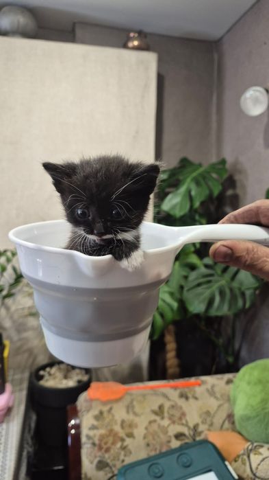 Отдам бесплатно котят