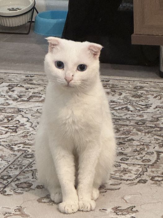 Веслоухлый шотланец