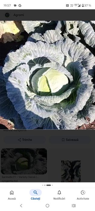 Varza verde sarmale