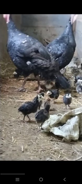 Kurka jojalari bilan sotiladi
