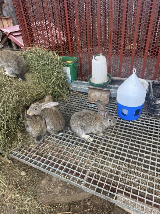 Vand iepurasi urias german 2 luni nunatate 2,5 kg