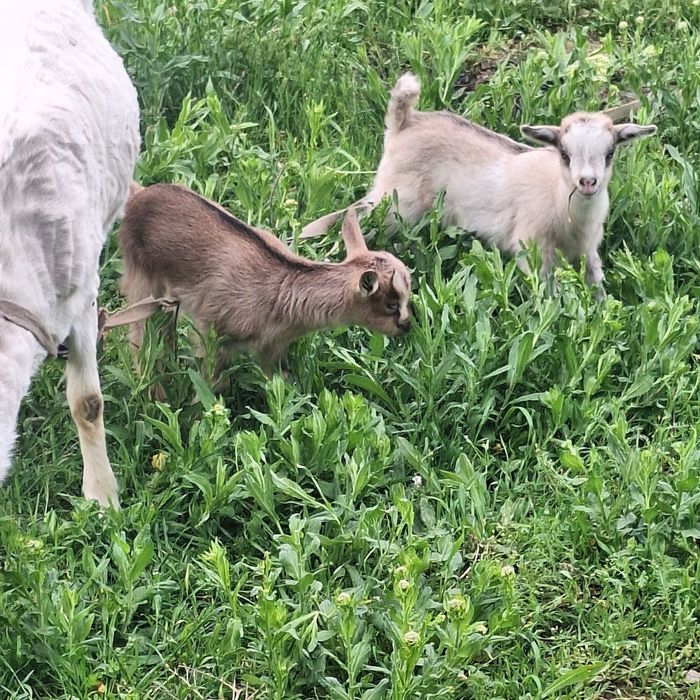 Лақ козлята ешкі