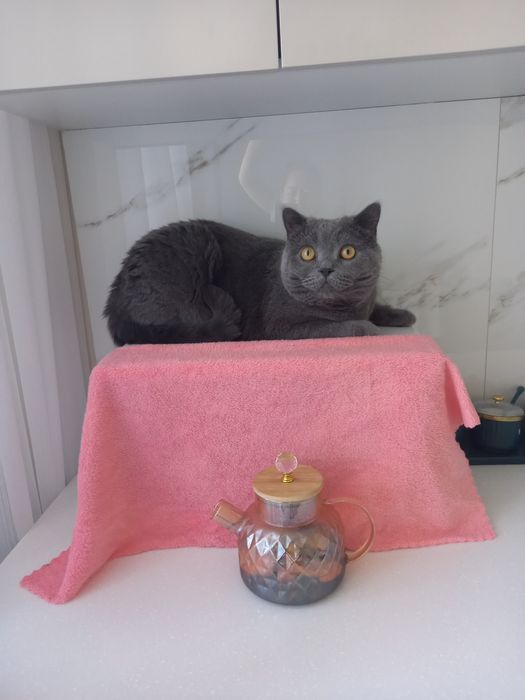 Британский кот в добрые руки