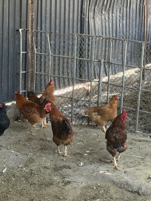 Молодые петухи кученские