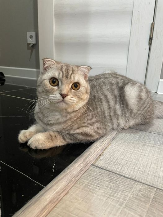 Передержка кошек