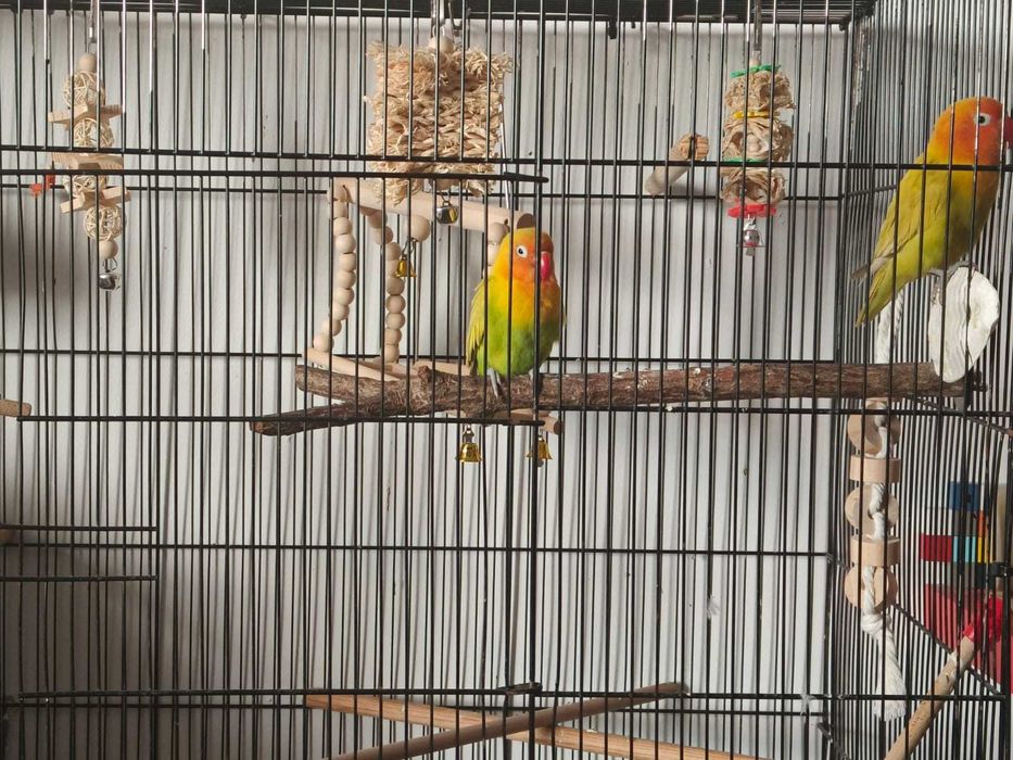 Vand pereche papagali Agapornis