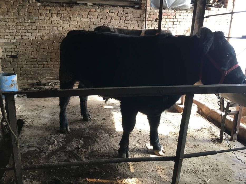 Buqala sotiladi soni 2 ta