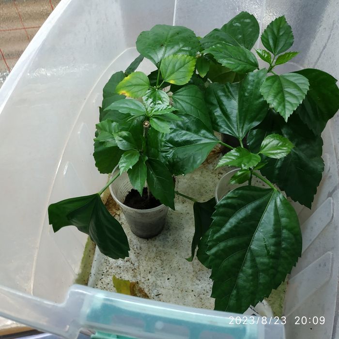 Продан укоренные черенки гибискуса