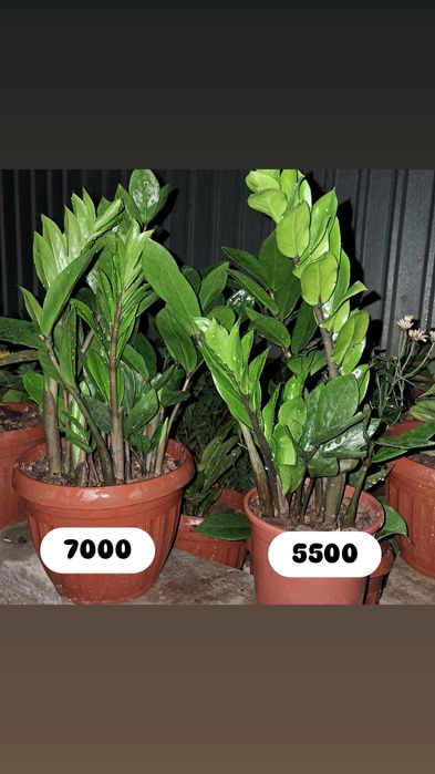 Продаются цветы. Мырзакент.